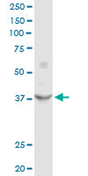 FRZB purified MaxPab rabbit polyclonal antibody (D01P)