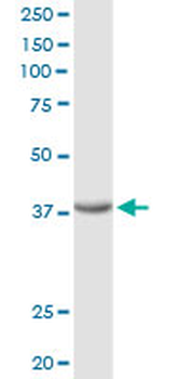 FRZB purified MaxPab rabbit polyclonal antibody (D01P)
