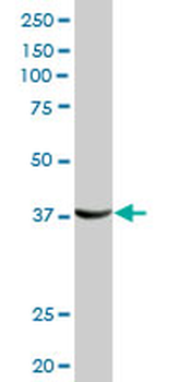 FRZB purified MaxPab rabbit polyclonal antibody (D01P)