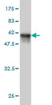 FRG1 monoclonal antibody (M01), clone 4A5