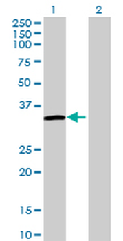 FRG1 MaxPab mouse polyclonal antibody (B01)