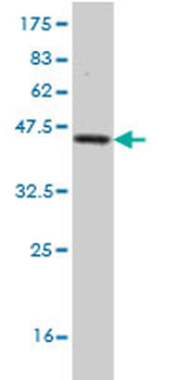 FXN monoclonal antibody (M03), clone 3G9
