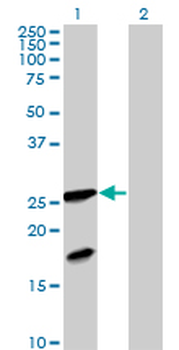 FXN purified MaxPab mouse polyclonal antibody (B01P)