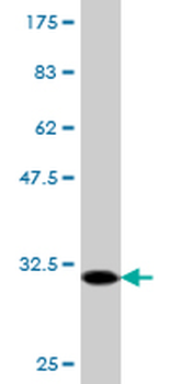 FPR2 monoclonal antibody (M04), clone 2H7