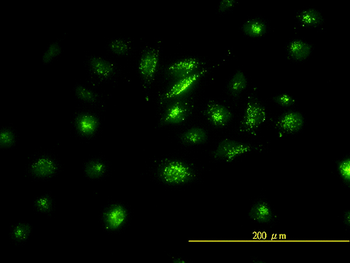 FOSL2 monoclonal antibody (M01), clone 2B4-1C2