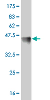 FOSL2 monoclonal antibody (M01), clone 2B4-1C2