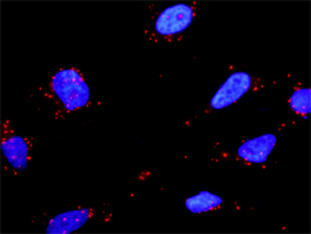 FN1 purified MaxPab mouse polyclonal antibody (B01P)