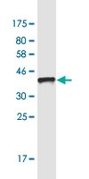 AFF2 monoclonal antibody (M08), clone 4D11
