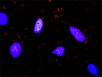 FLT3LG monoclonal antibody (M07), clone 4C4