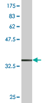 FLT3LG monoclonal antibody (M07), clone 4C4