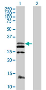 FLT3LG purified MaxPab mouse polyclonal antibody (B01P)