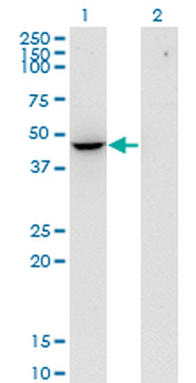 FLOT2 monoclonal antibody (M03), clone 3G6