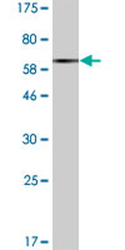 FLOT2 monoclonal antibody (M03), clone 3G6