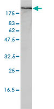 FLNA monoclonal antibody (M01), clone 4E10-1B2