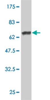 FLI1 monoclonal antibody (M05), clone 1F6