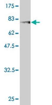 FKBP5 monoclonal antibody (M02), clone 3D1-1B10