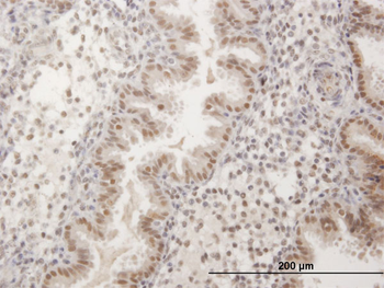 FKBP5 purified MaxPab mouse polyclonal antibody (B01P)