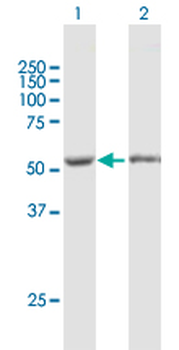 FKBP5 purified MaxPab mouse polyclonal antibody (B01P)
