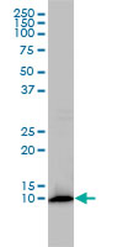 FKBP1A monoclonal antibody (M01), clone 1E5-A12
