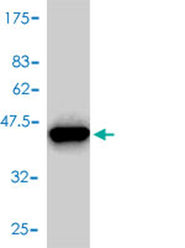 FKBP1A monoclonal antibody (M01), clone 1E5-A12