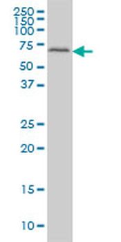 FGR monoclonal antibody (M02), clone 3B11