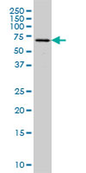 FGR monoclonal antibody (M01), clone 3G10