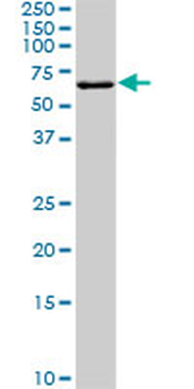FGR monoclonal antibody (M01), clone 3G10