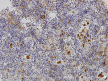 FGR monoclonal antibody (M01), clone 3G10