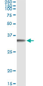 FGL1 monoclonal antibody (M01), clone 2A4