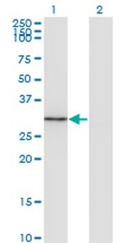 FGL1 monoclonal antibody (M01), clone 2A4