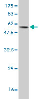 FGL1 monoclonal antibody (M01), clone 2A4