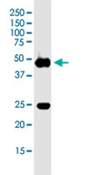 FGG monoclonal antibody (M01J), clone 1F2