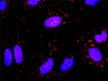 FGG monoclonal antibody (M01J), clone 1F2