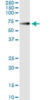 GPC5 monoclonal antibody (M02), clone 1B8