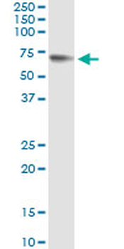 GPC5 monoclonal antibody (M01), clone 1C9