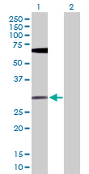 FGF13 purified MaxPab rabbit polyclonal antibody (D01P)