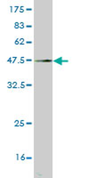 FGF12 monoclonal antibody (M10), clone 1D9