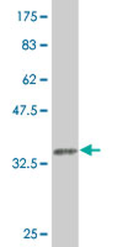 FGF10 monoclonal antibody (M05), clone 3C7