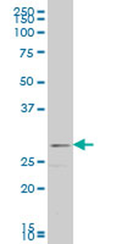 FGF8 monoclonal antibody (M06), clone 3H2