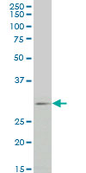 FGF8 monoclonal antibody (M01), clone 2A10