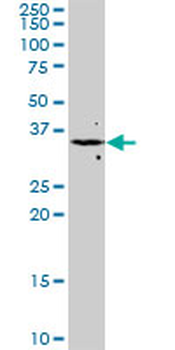 FGF8 monoclonal antibody (M01), clone 2A10