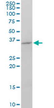 FGF8 monoclonal antibody (M01), clone 2A10