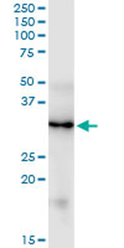 FGF5 monoclonal antibody (M01), clone 1B4