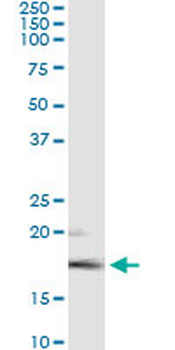 FGF5 monoclonal antibody (M01), clone 1B4