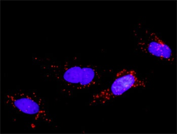 FGF5 monoclonal antibody (M01), clone 1B4