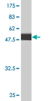 FGA monoclonal antibody (M01), clone 1D12
