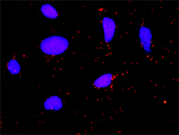 FGA purified MaxPab rabbit polyclonal antibody (D01P)
