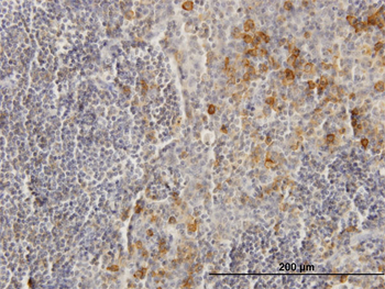 FCGR2B purified MaxPab mouse polyclonal antibody (B01P)