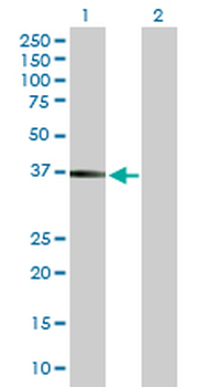 FCGR2B purified MaxPab mouse polyclonal antibody (B01P)