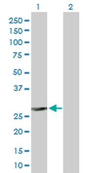FCER1A purified MaxPab rabbit polyclonal antibody (D01P)